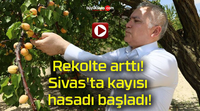 Rekolte arttı! Sivas’ta kayısı hasadı başladı!