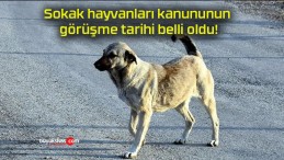 Sokak hayvanları kanununun görüşme tarihi belli oldu!