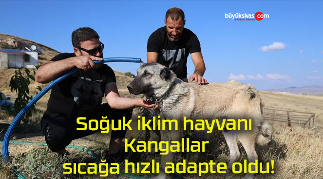 Soğuk iklim hayvanı Kangallar sıcağa hızlı adapte oldu!