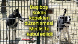 Başıboş sokak köpekleri düzenlemesi Meclis’te kabul edildi!