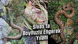 Sivas’ta Boynuzlu Engerek Yılanı Görüldü