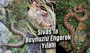 Sivas’ta Boynuzlu Engerek Yılanı Görüldü