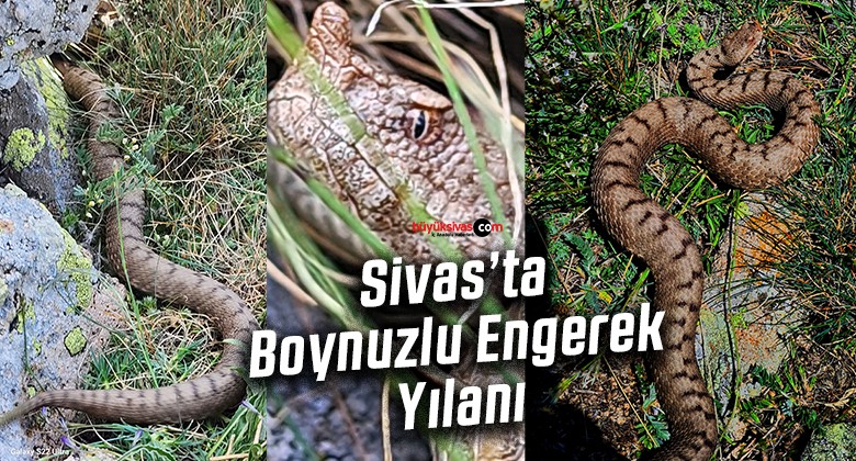 Sivas’ta Boynuzlu Engerek Yılanı Görüldü