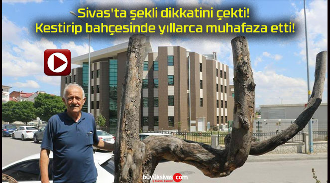 Sivas’ta şekli dikkatini çekti! Kestirip bahçesinde yıllarca muhafaza etti!