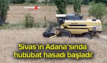 Sivas’ın Adana’sında hububat hasadı başladı!