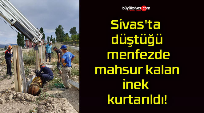 Sivas’ta düştüğü menfezde mahsur kalan inek kurtarıldı!