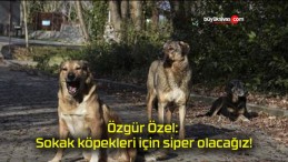 Özgür Özel: Sokak köpekleri için siper olacağız!