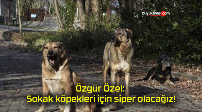 Özgür Özel: Sokak köpekleri için siper olacağız!