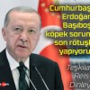Cumhurbaşkanı Erdoğan: Başıboş köpek sorununda son rötuşları yapıyoruz!