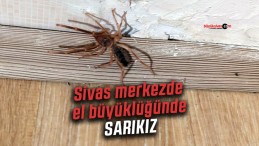 Sivas Şeyhşamil Mahallesinde “Sarıkız” Evlere Kadar Girdi