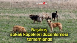 Başıboş sokak köpekleri düzenlemesi tamamlandı!