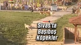 Sivas’ta Başıboş Sokak Köpekleri Sorunu Büyüyor