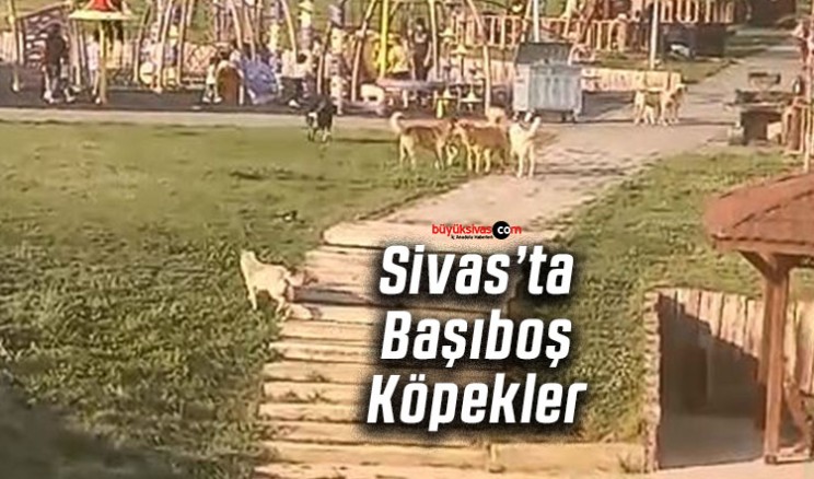 Sivas’ta Başıboş Sokak Köpekleri Sorunu Büyüyor