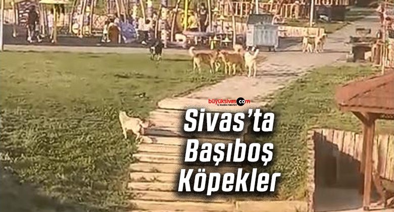 Sivas’ta Başıboş Sokak Köpekleri Sorunu Büyüyor