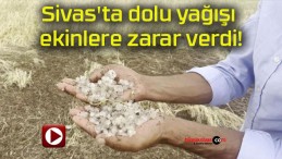 Sivas’ta dolu yağışı ekinlere zarar verdi!