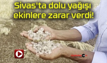 Sivas’ta dolu yağışı ekinlere zarar verdi!