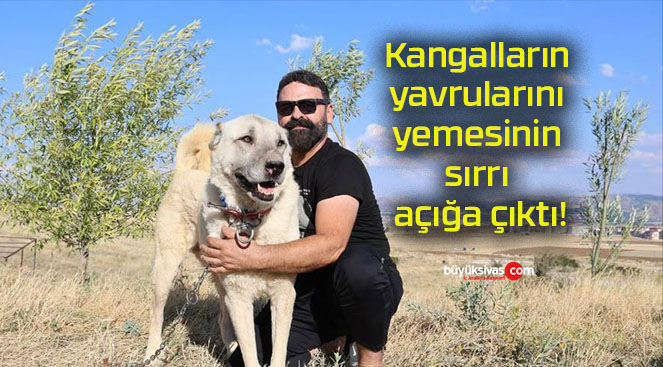 Kangalların yavrularını yemesinin sırrı açığa çıktı!