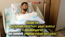 Sivas’ta su içmek isterken yılan soktu! O da dünyanın en zehirli yılanlarından biri çıktı!