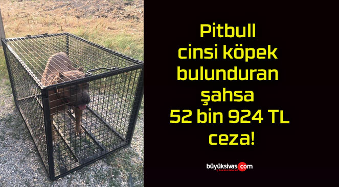 Pitbull cinsi köpek bulunduran şahsa 52 bin 924 TL ceza!