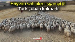 Hayvan sahipleri isyan etti! ‘Türk çoban kalmadı’