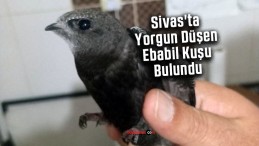 Sivas’ta Yorgun Düşen Ebabil Kuşu Bulundu