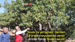 ‘Sivas’ta yetişmez’ denilen ürünler meyvelerini verdi! Antep fıstığı Sivas’ı sevdi!