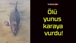 Ölü yunus karaya vurdu!