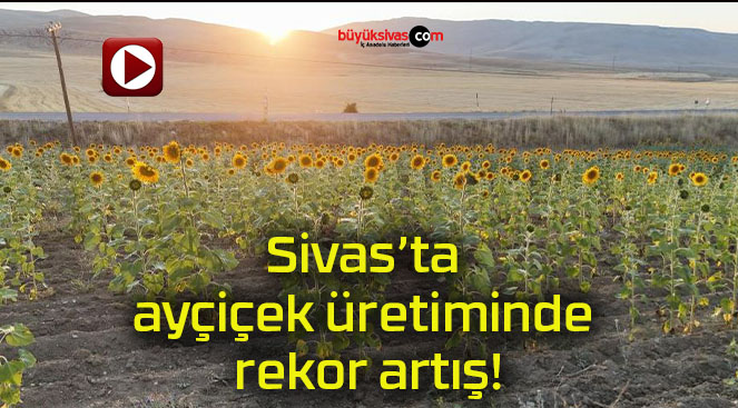 Sivas’ta ayçiçek üretiminde rekor artış!