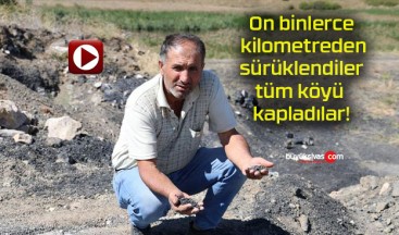 On binlerce kilometreden sürüklendiler tüm köyü kapladılar!