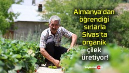 Almanya’dan öğrendiği sırlarla Sivas’ta organik çilek üretiyor!