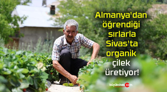 Almanya’dan öğrendiği sırlarla Sivas’ta organik çilek üretiyor!