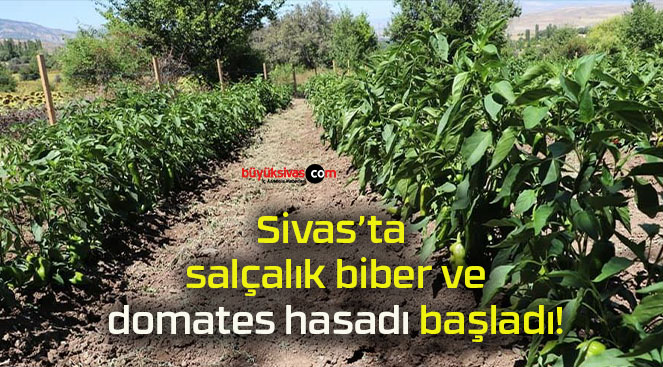 Sivas’ta salçalık biber ve domates hasadı başladı!