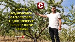 Sivas’ta söylenenlere kulak asmadı! 11 yılın ardından hasat etmeye başladı!