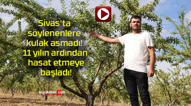 Sivas’ta söylenenlere kulak asmadı! 11 yılın ardından hasat etmeye başladı!