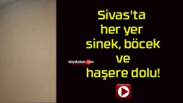 Sivas’ta her yer sinek, böcek ve haşere dolu!