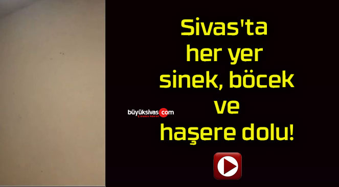 Sivas’ta her yer sinek, böcek ve haşere dolu!