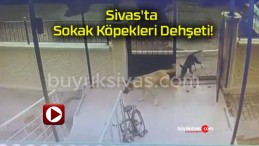 Sivas’ta Sokak Köpekleri Dehşeti!