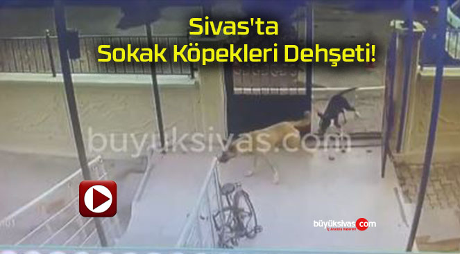 Sivas’ta Sokak Köpekleri Dehşeti!