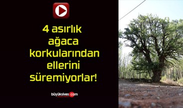 4 asırlık ağaca korkularından ellerini süremiyorlar!