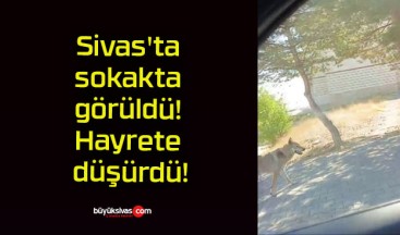 Sivas’ta sokakta görüldü! Hayrete düşürdü!