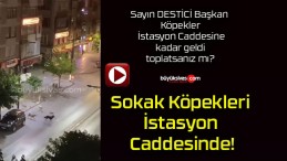 Sokak Köpekleri İstasyon Caddesinde!