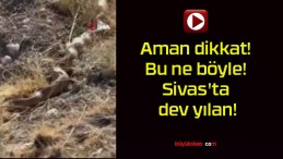 Aman dikkat! Bu ne böyle! Sivas’ta dev yılan!