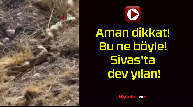 Aman dikkat! Bu ne böyle! Sivas’ta dev yılan!