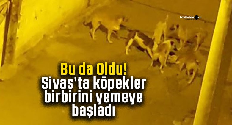 Sivas’ta Başıboş Köpekler Tehlike Saçıyor! Yer: Yahyabey Mahallesi