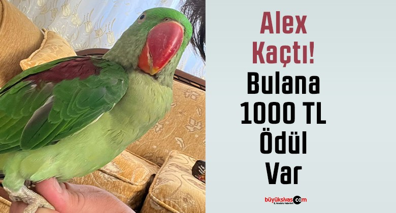 Sivas’ta Kaçan Papağan Alex’i Bulana 1000 TL Ödül