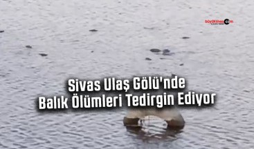 Sivas Ulaş Gölü’nde Balık Ölümleri Tedirgin Ediyor