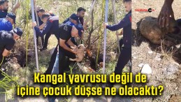 Sivas’ta ağzı açık halde bırakılan su kuyusuna kangal yavrusu düştü!