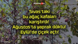 Sivas’taki bu ağaç kafaları karıştırdı! Ağustos’ta yaprak döktü! Eylül’de çiçek açtı!