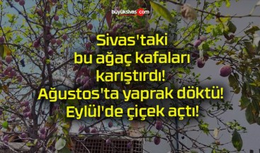 Sivas’taki bu ağaç kafaları karıştırdı! Ağustos’ta yaprak döktü! Eylül’de çiçek açtı!