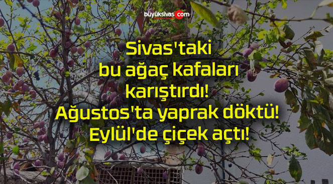 Sivas’taki bu ağaç kafaları karıştırdı! Ağustos’ta yaprak döktü! Eylül’de çiçek açtı!